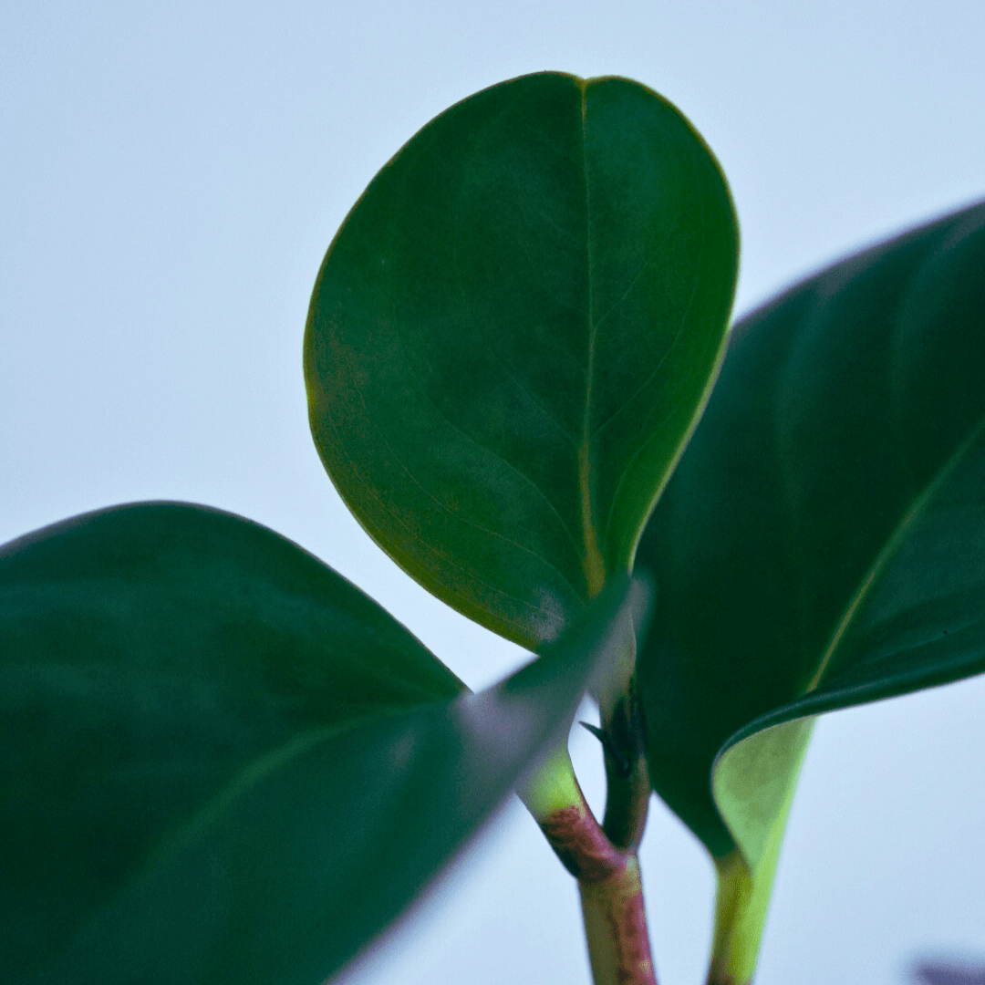 Peperomia Obtusifolia Verde Ø9 -