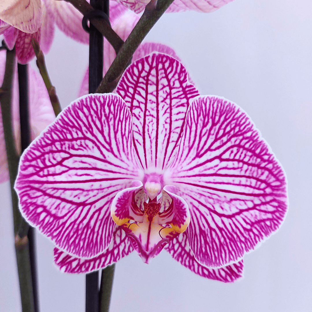 Phalaenopsis Budapest Ø12 -