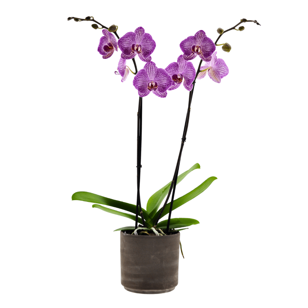 Phalaenopsis Budapest Ø12 -