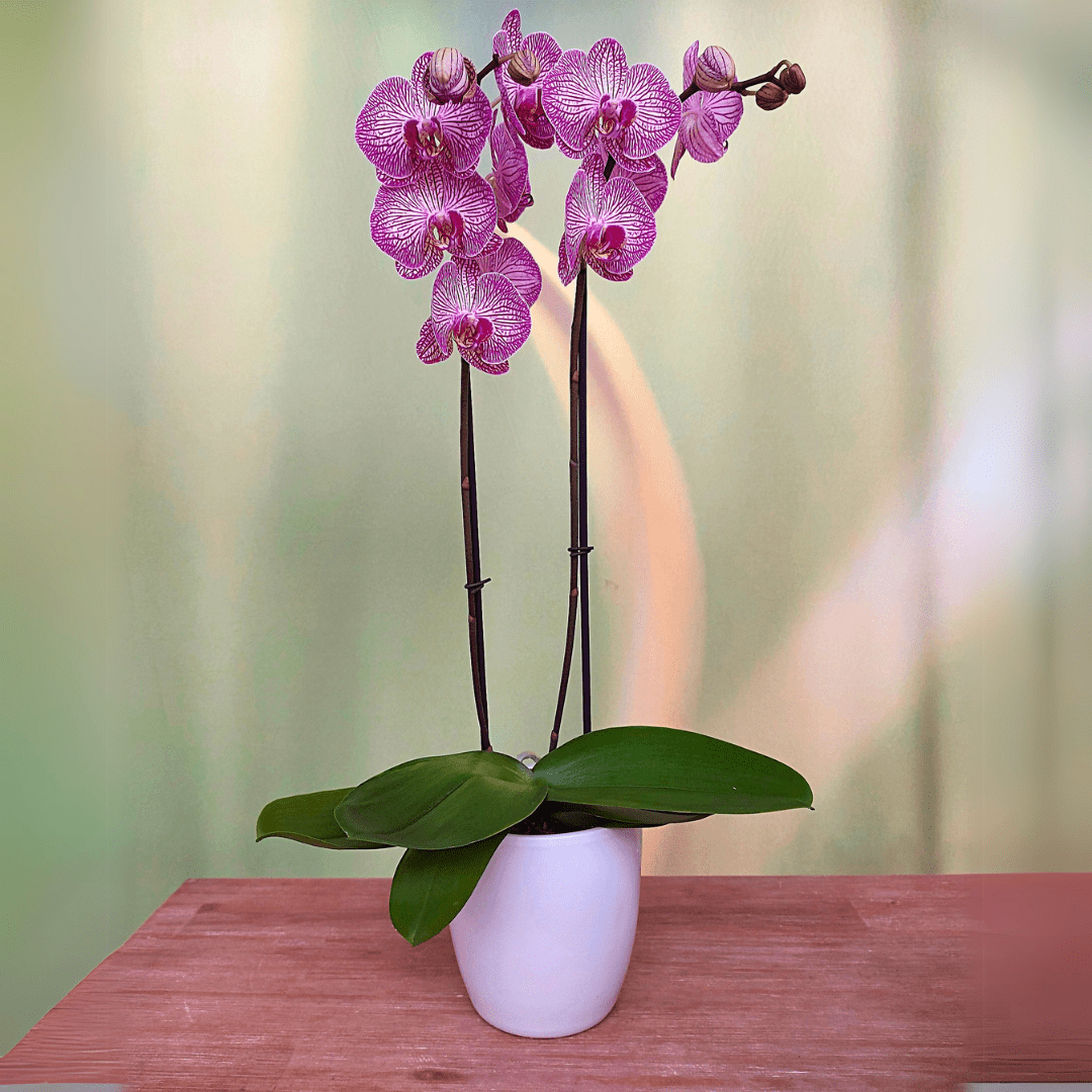 Phalaenopsis Budapest Ø12 -