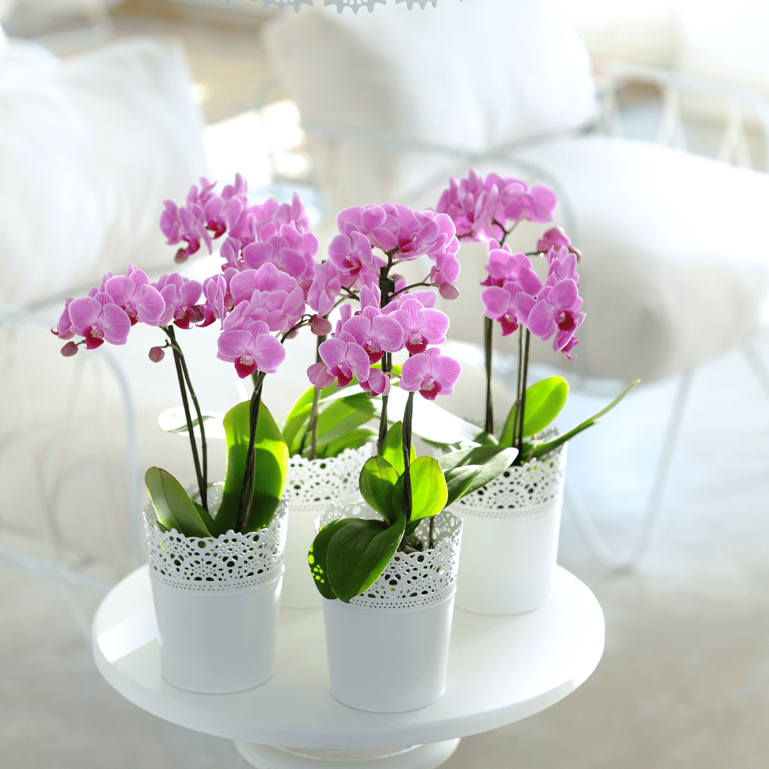Phalaenopsis Vienna Ø9 -