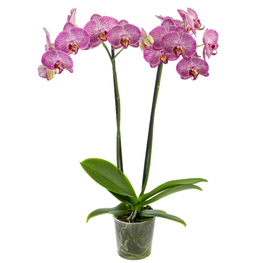 Phalaenopsis Cosmopolitan Ø12