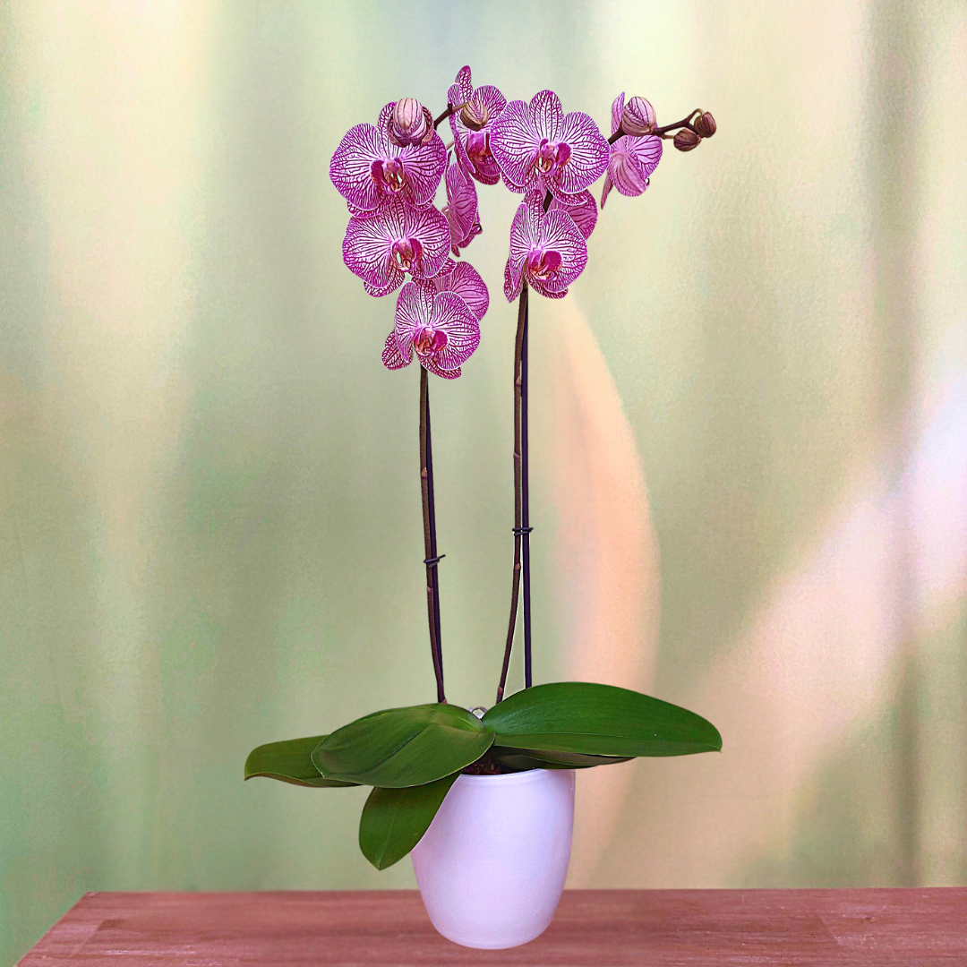 Phalaenopsis Cosmopolitan Ø12