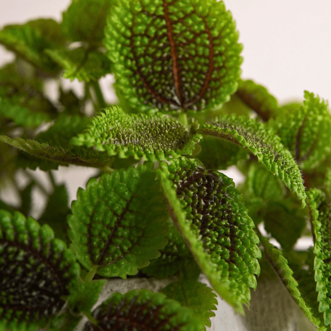 Pilea Mollis Moon Valley -