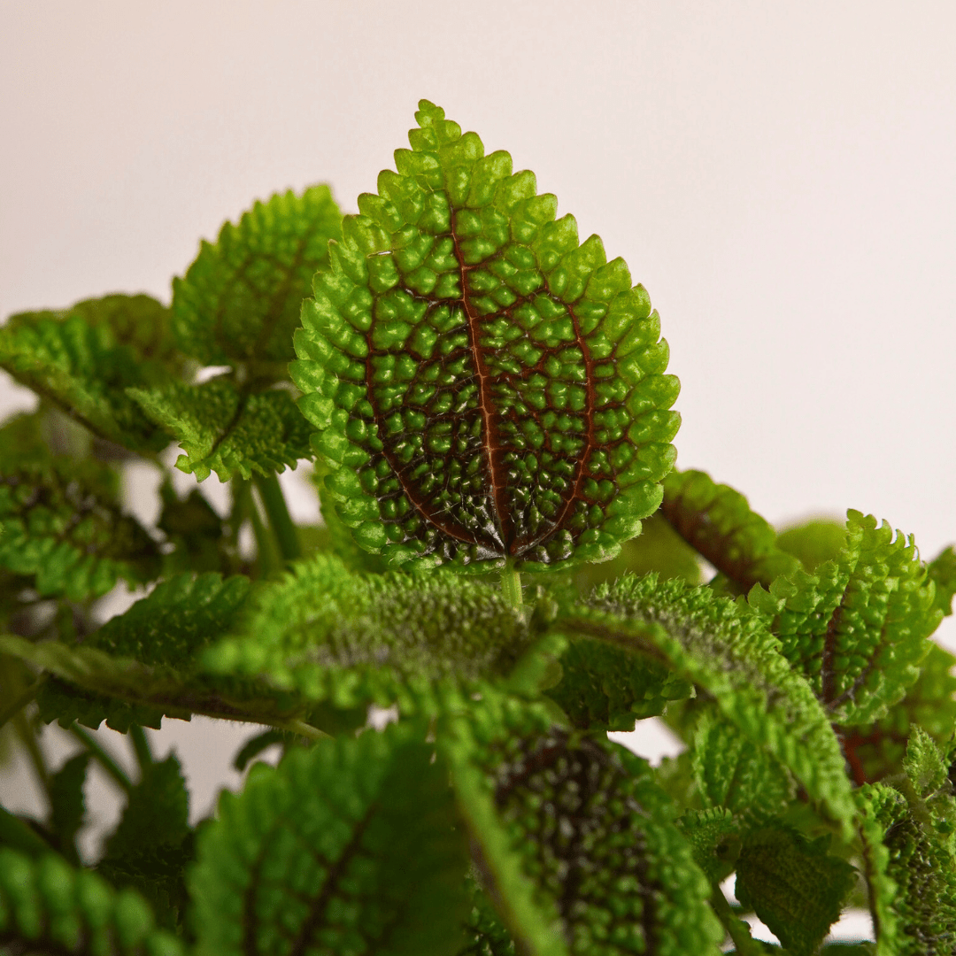 Pilea Mollis Moon Valley -