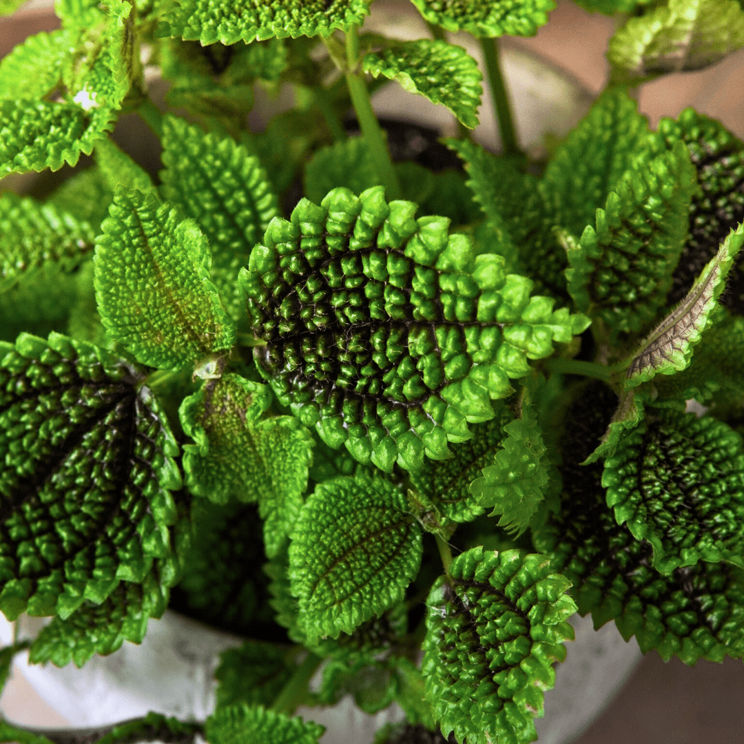 Pilea Mollis Moon Valley -