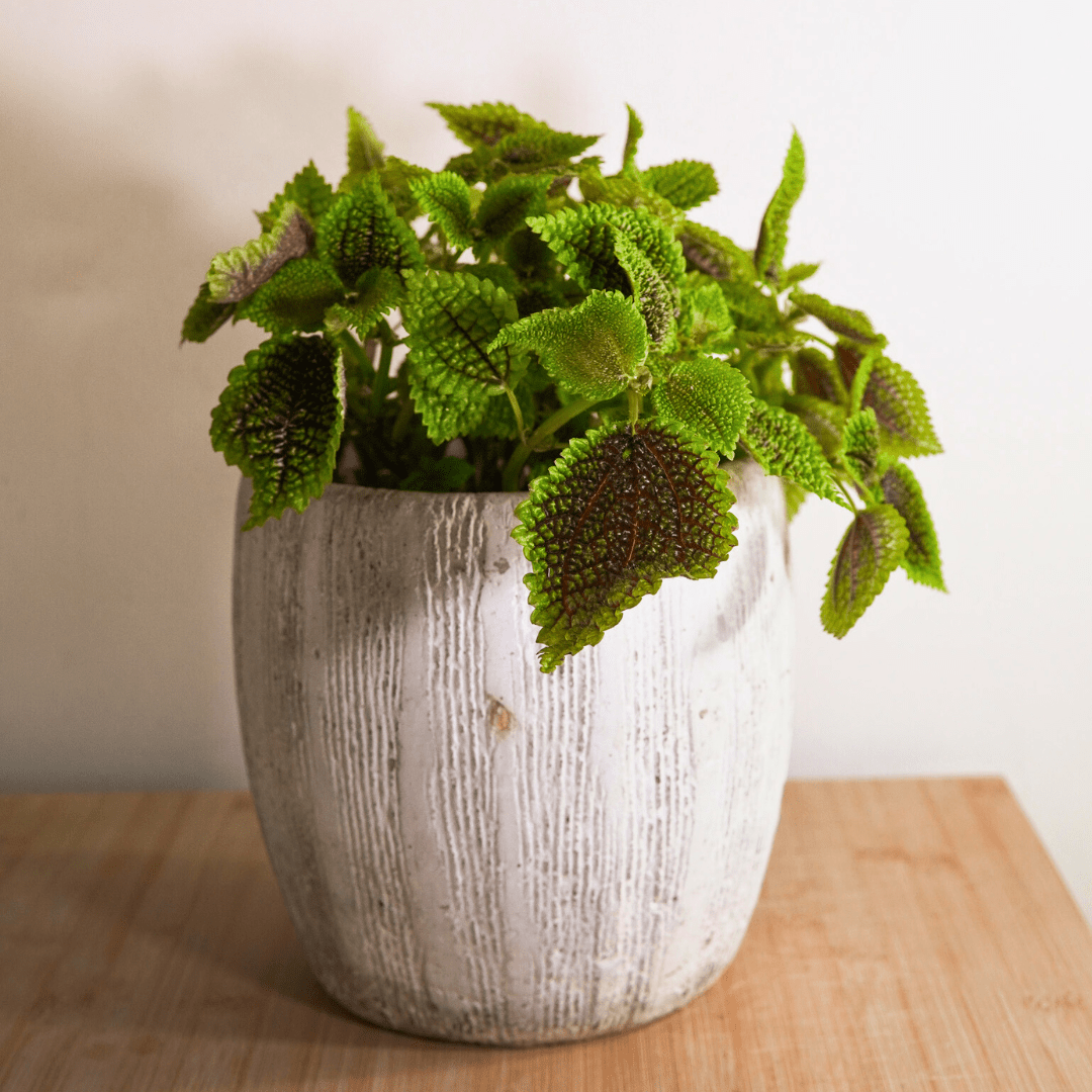 Pilea Mollis Moon Valley -