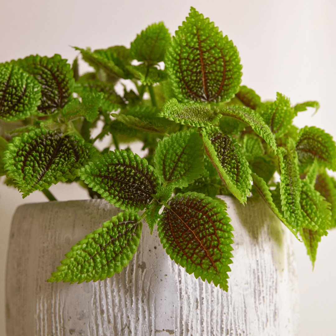 Pilea Mollis Moon Valley -