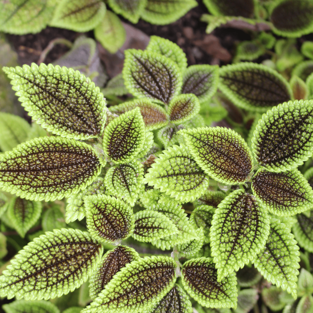 Pilea Mollis Moon Valley -