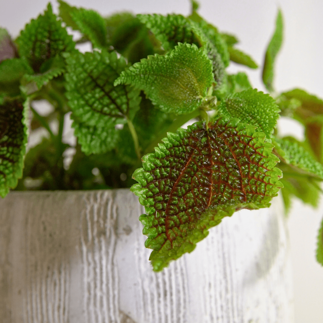 Pilea Mollis Moon Valley -