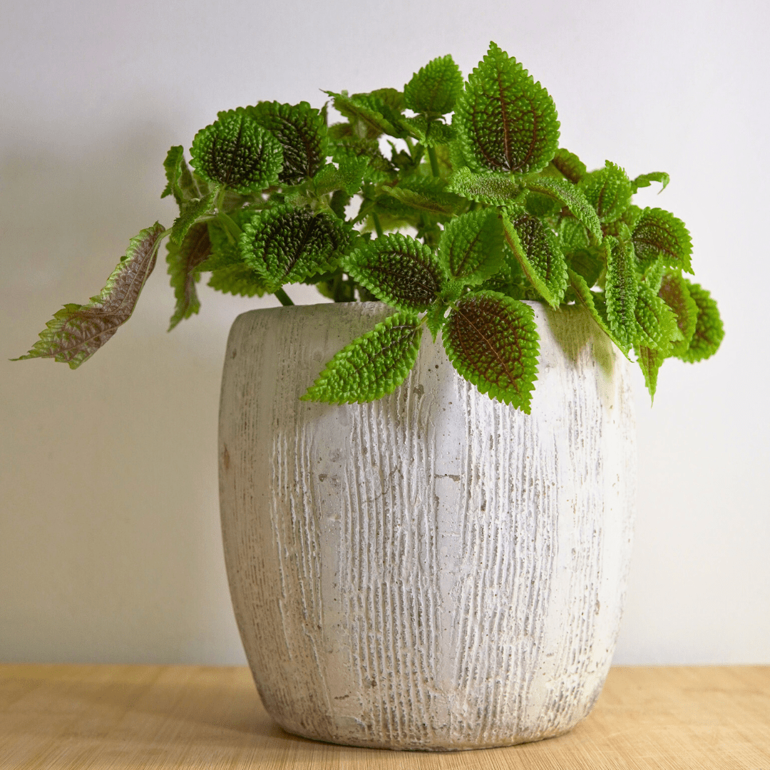 Pilea Mollis Moon Valley -