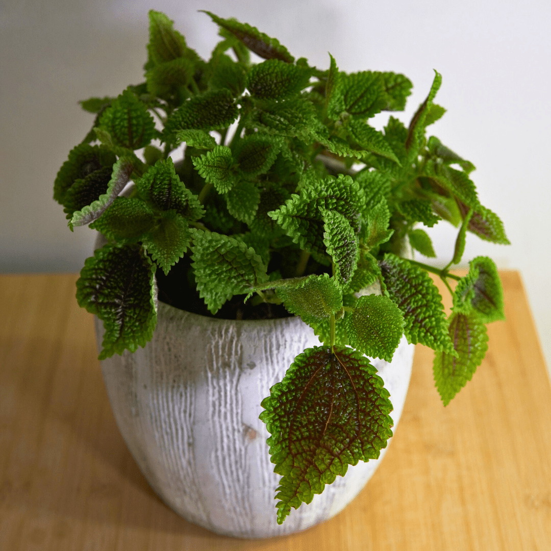 Pilea Mollis Moon Valley -