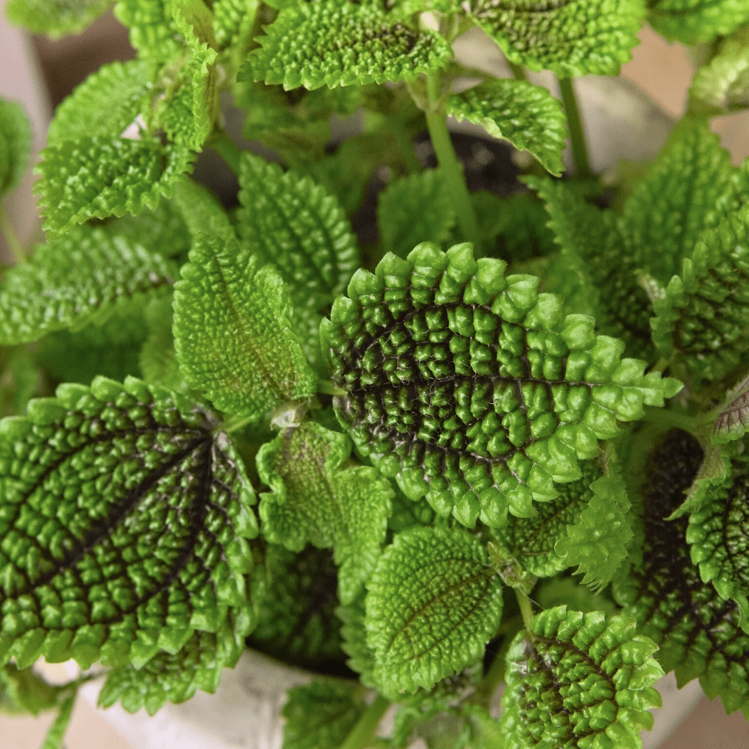 Pilea Mollis Moon Valley -