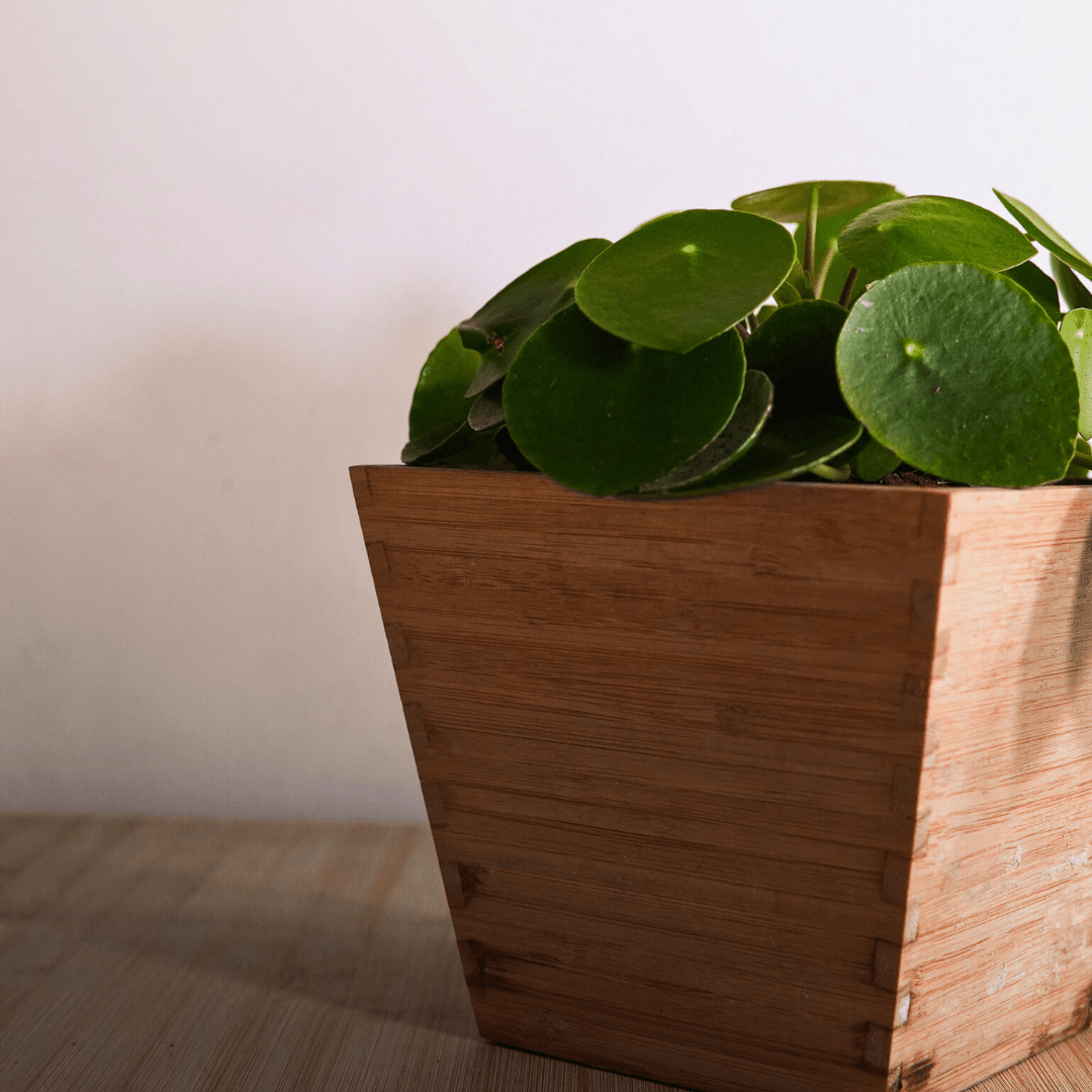 Pilea Peperomioides Ø9 -