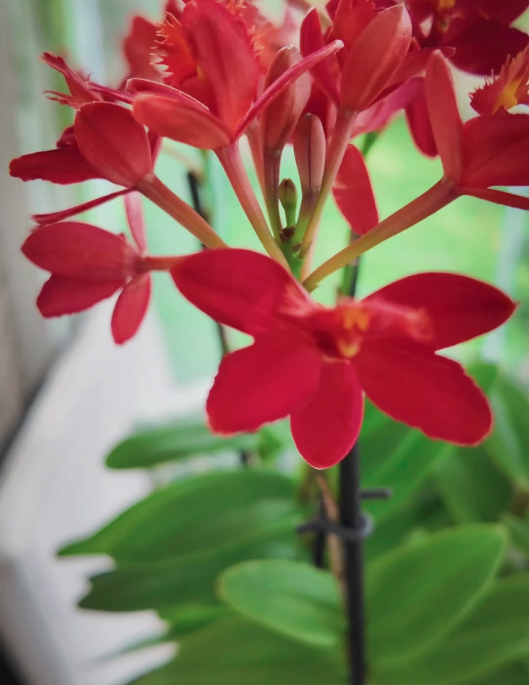 Epidendrum Radicans Red