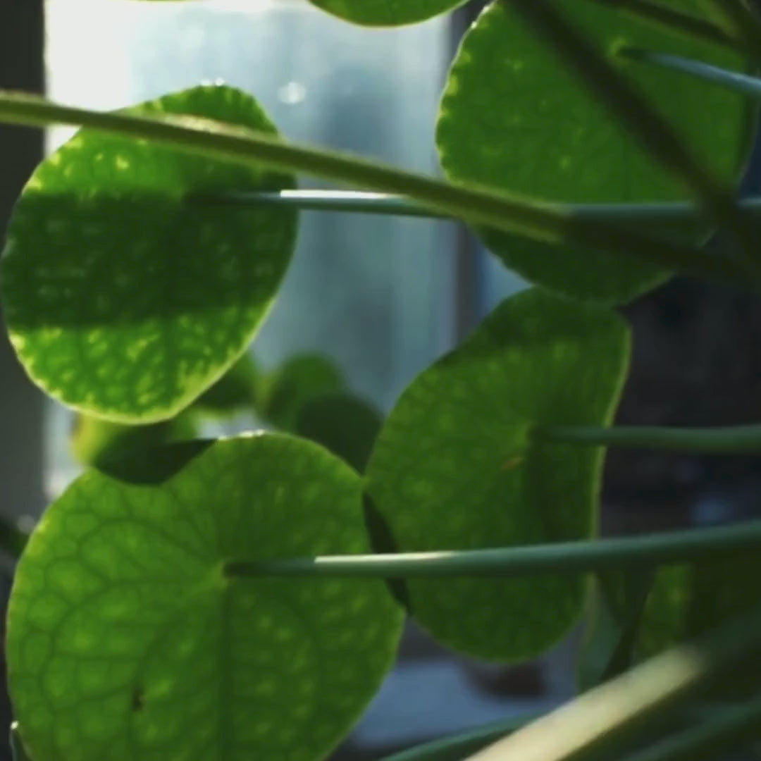 Pilea Peperomioides Ø9