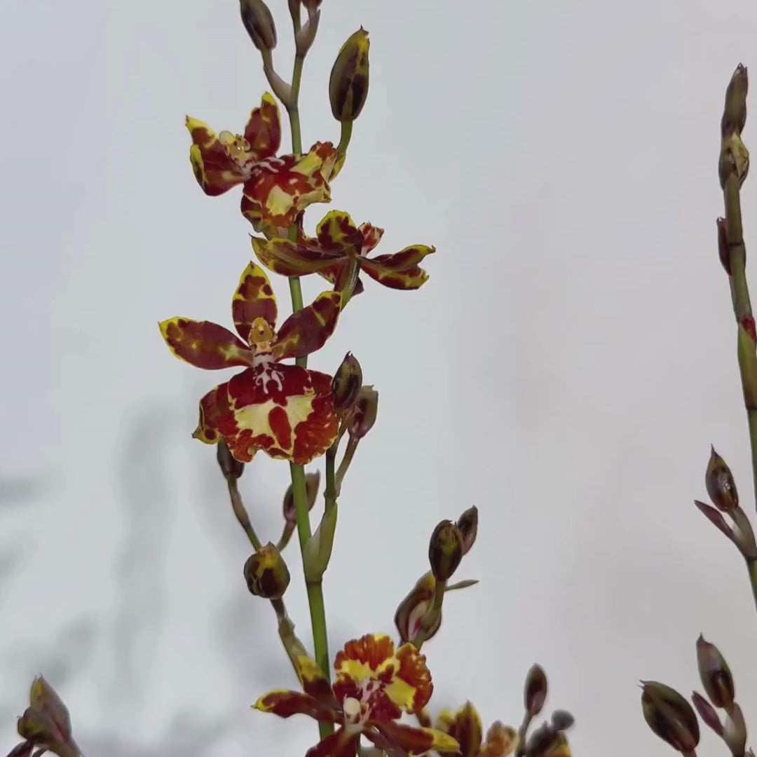 Colmanara Andrea Red