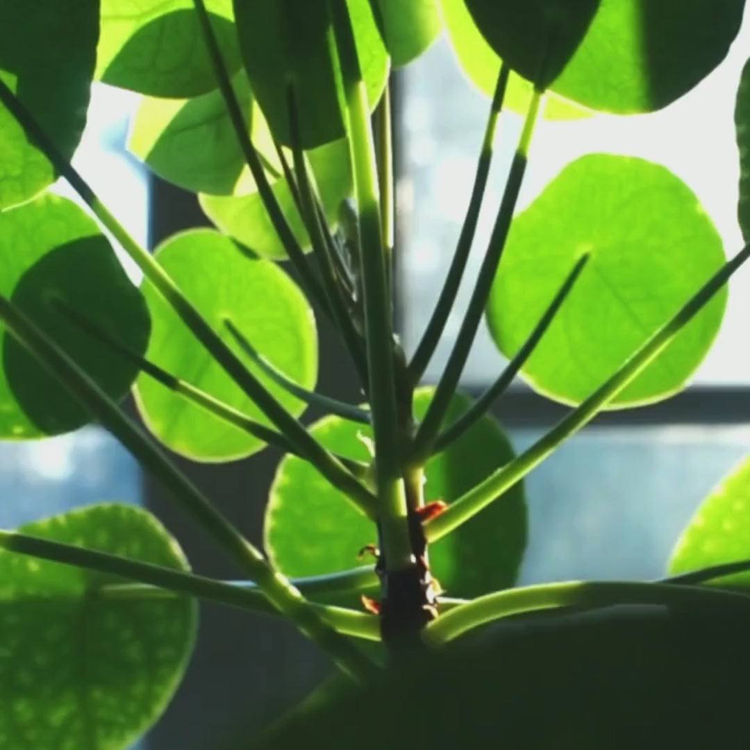 Pilea Peperomioides Ø9