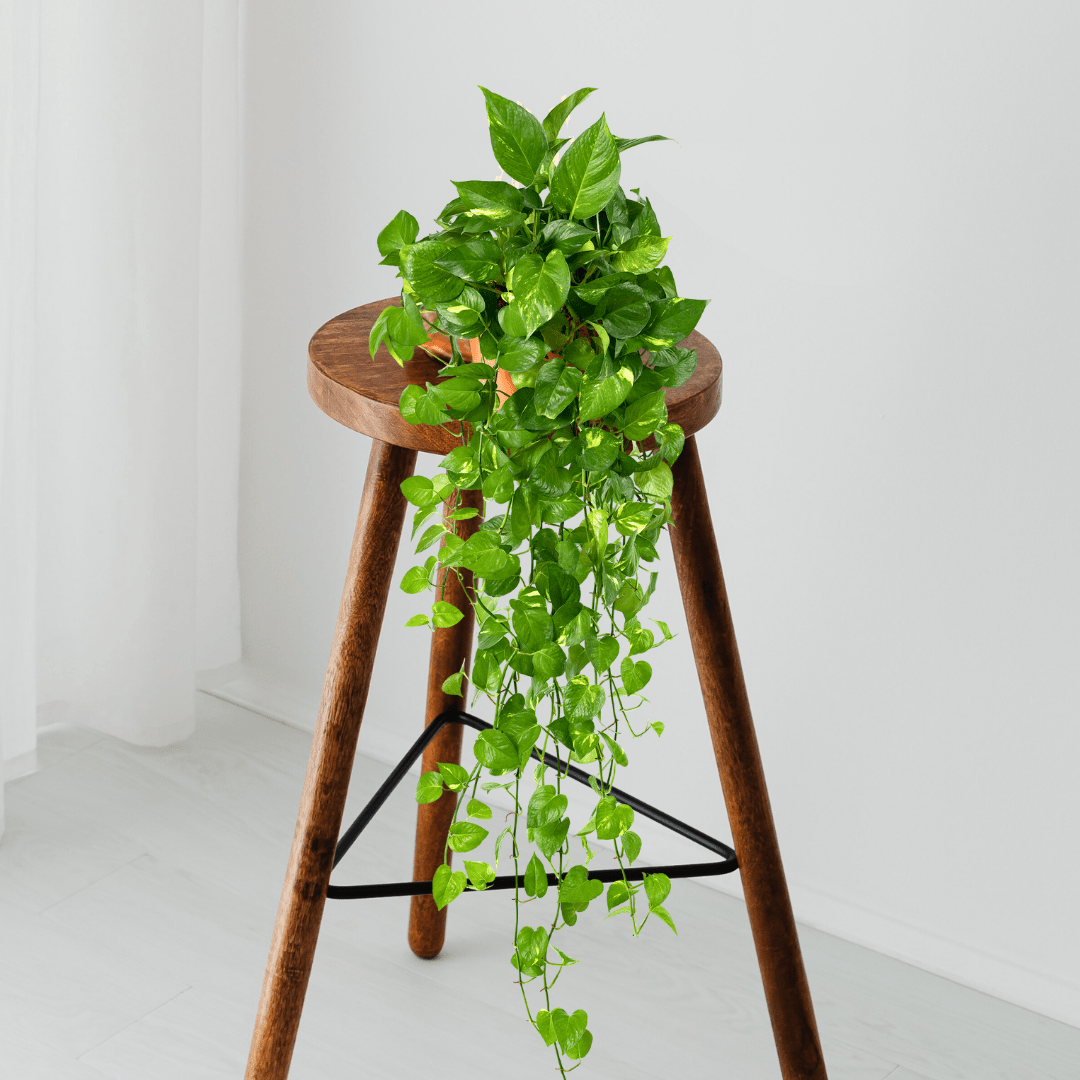 Scindapsus Pothos Aureum Ø18 Baschet -