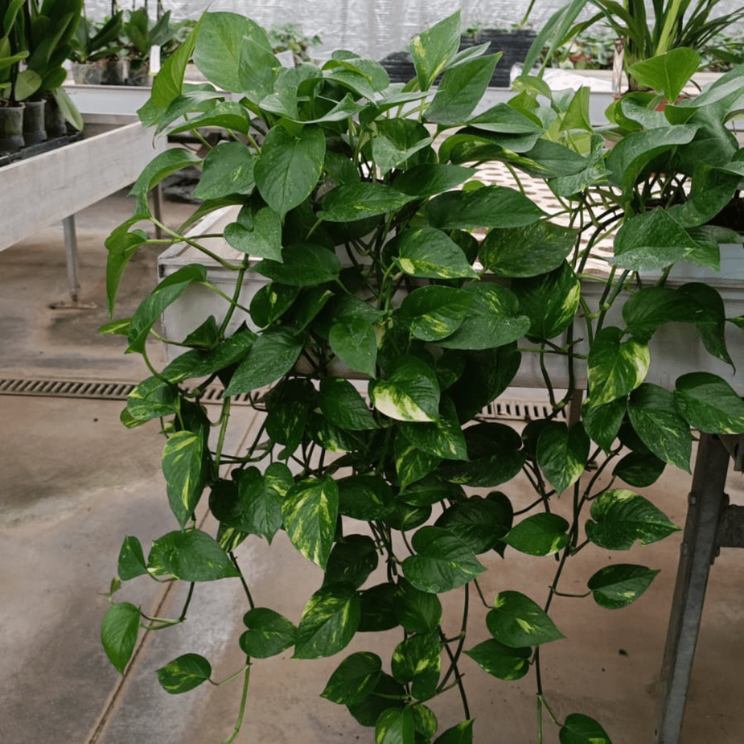 Scindapsus Pothos Aureum Ø18 Baschet -