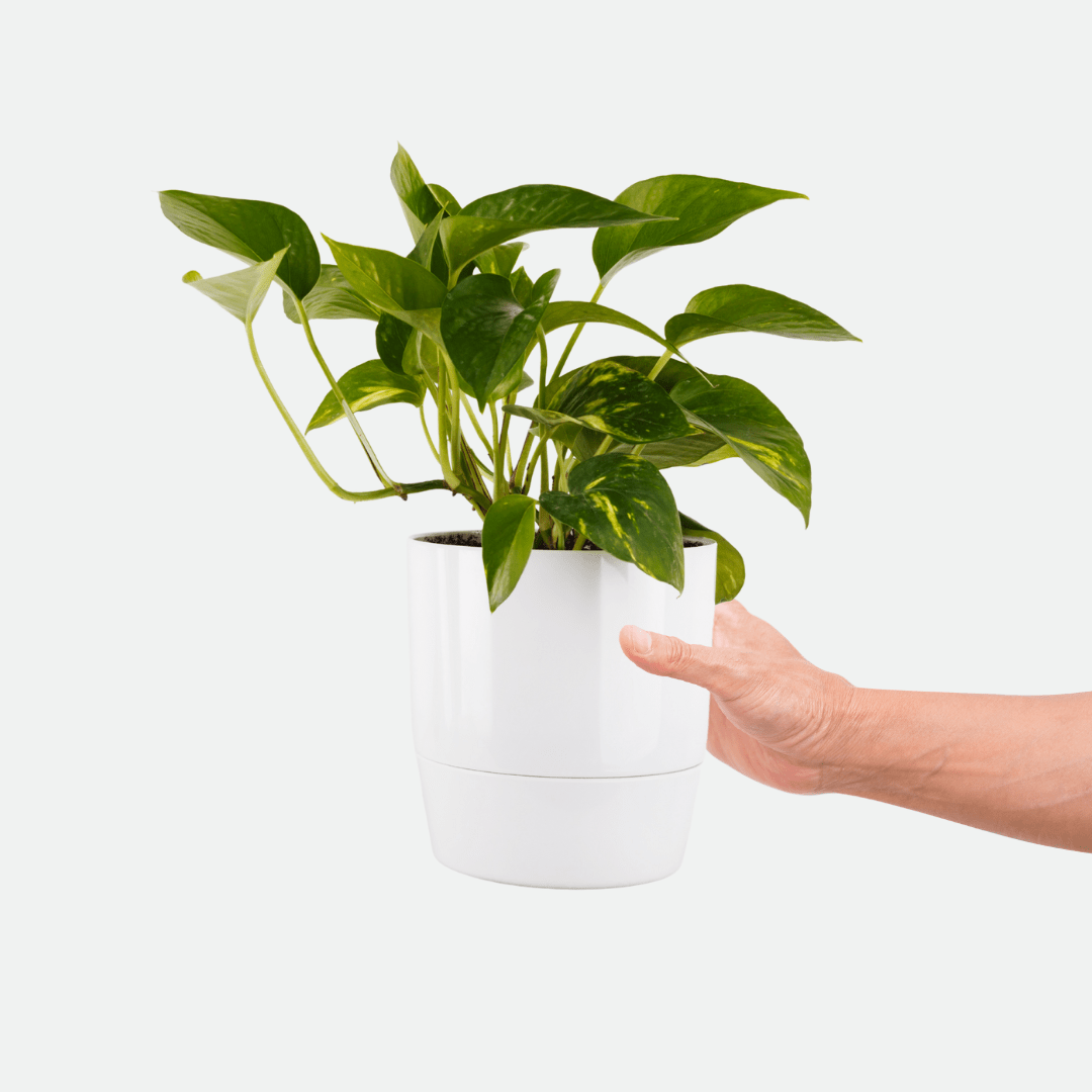 Scindapsus Pothos Aureum Ø9 -
