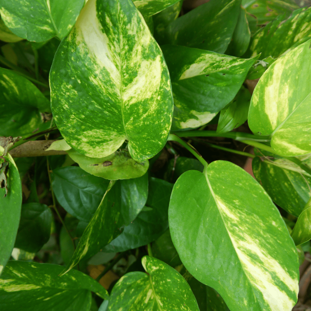 Scindapsus Pothos Aureum Ø9 -