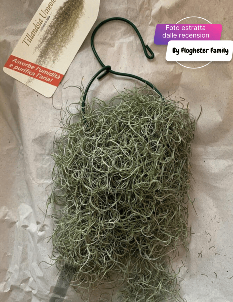 Tillandsia Usneoides -