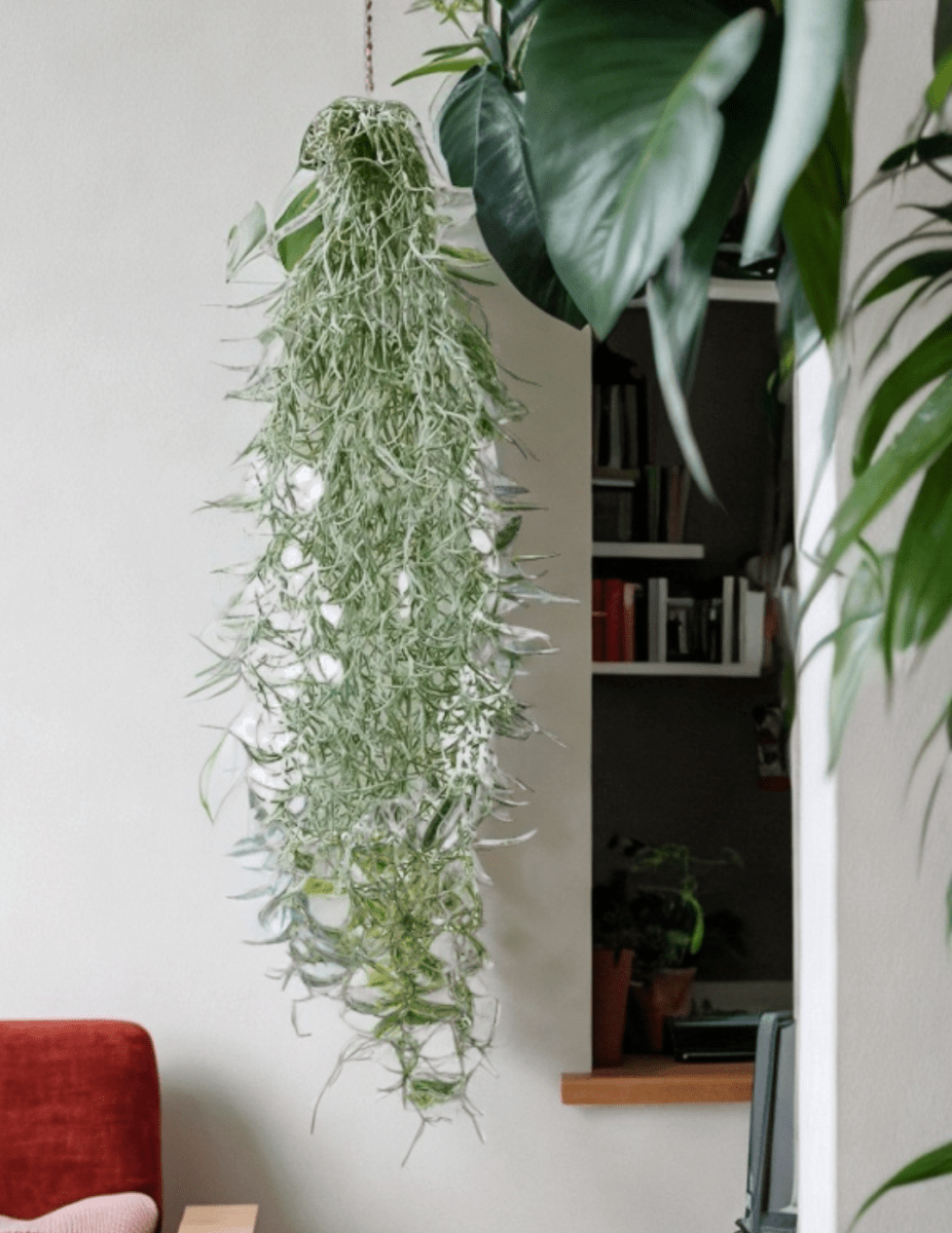 Tillandsia Usneoides -