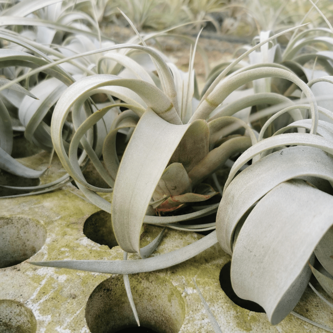 Tillandsia Xerographica -