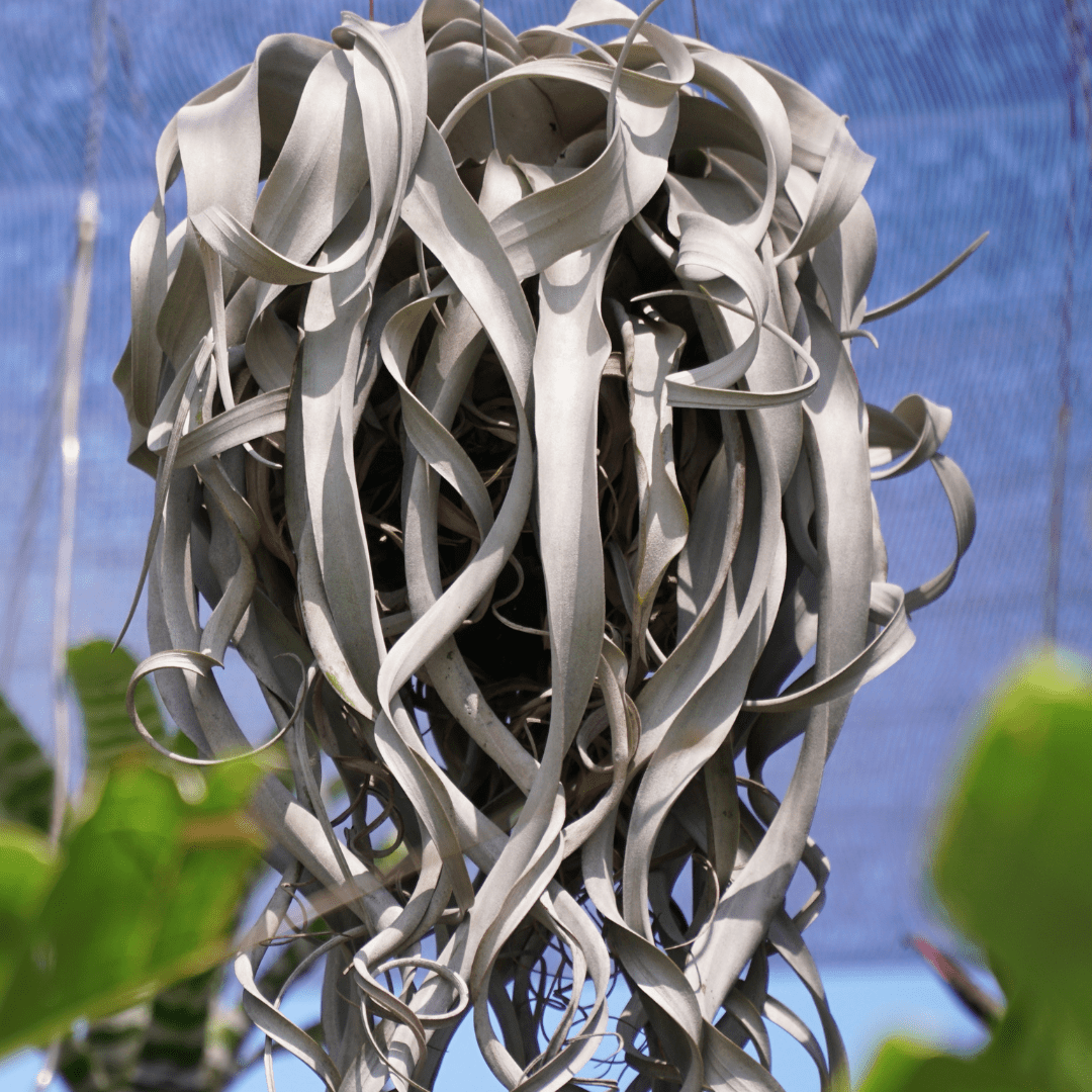 Tillandsia Xerographica -