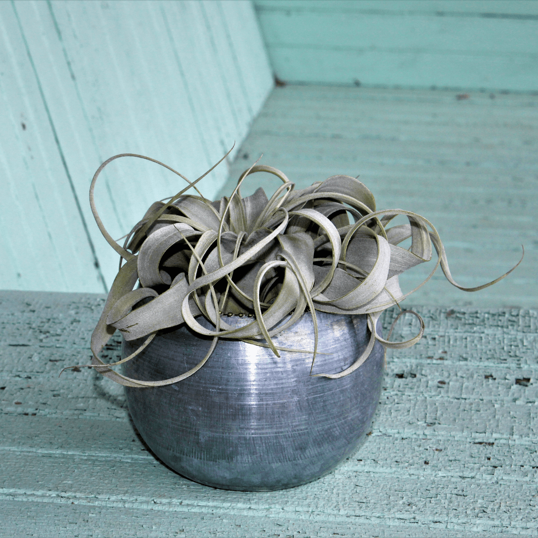 Tillandsia Xerographica -