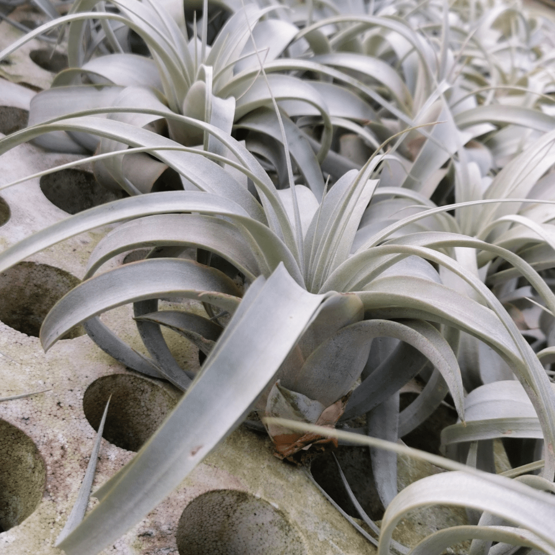 Tillandsia Xerographica -