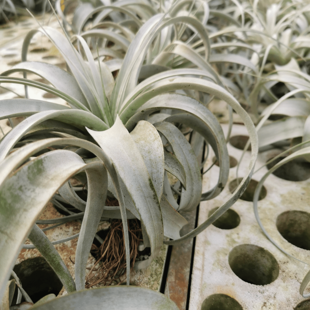 Tillandsia Xerographica -