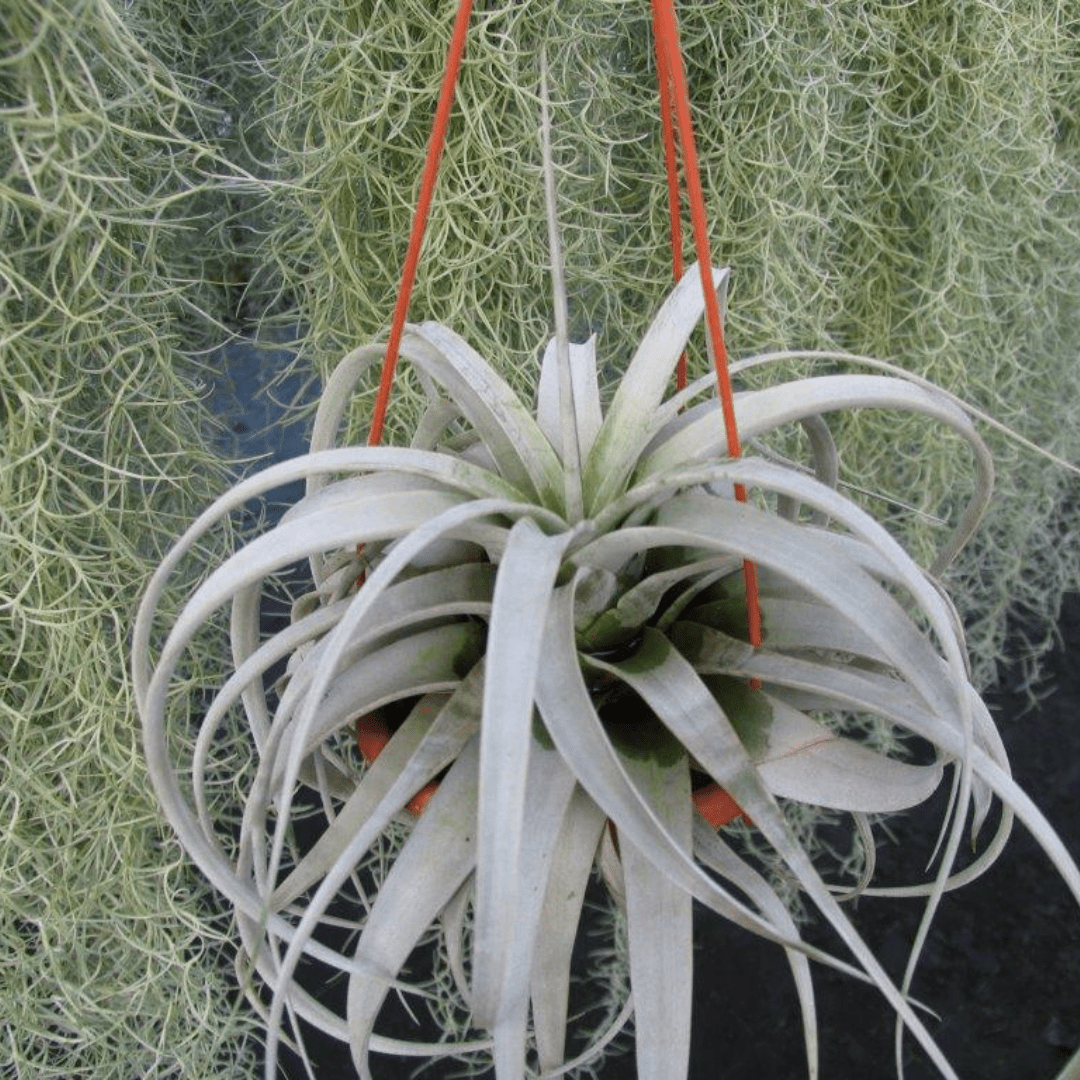 Tillandsia Xerographica -