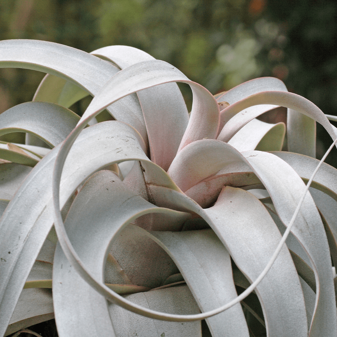 Tillandsia Xerographica -