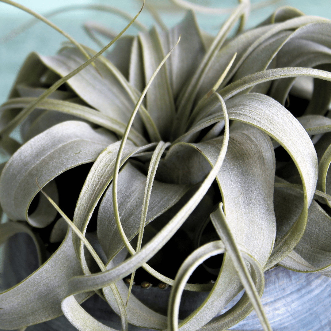 Tillandsia Xerographica -