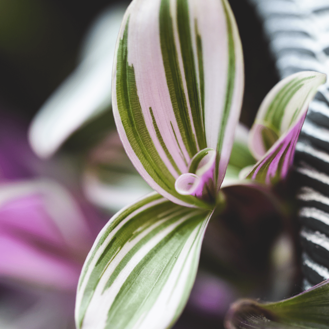 Tradescantia Albiflora Nanouk Ø18 Baschet -