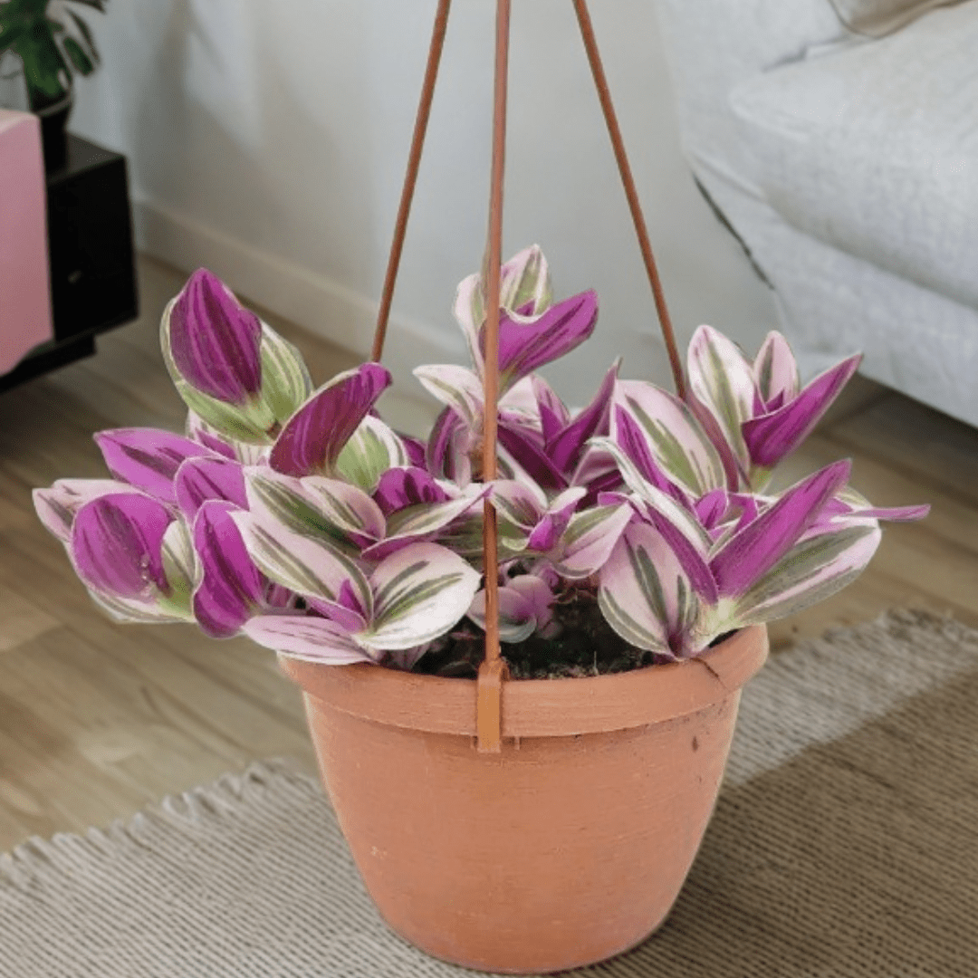 Tradescantia Albiflora Nanouk Ø18 Baschet -
