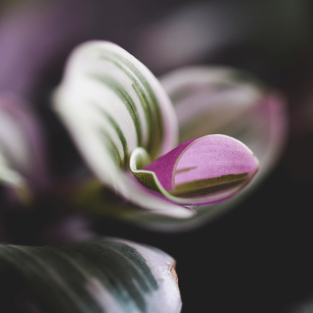 Tradescantia Albiflora Nanouk Ø18 Baschet -