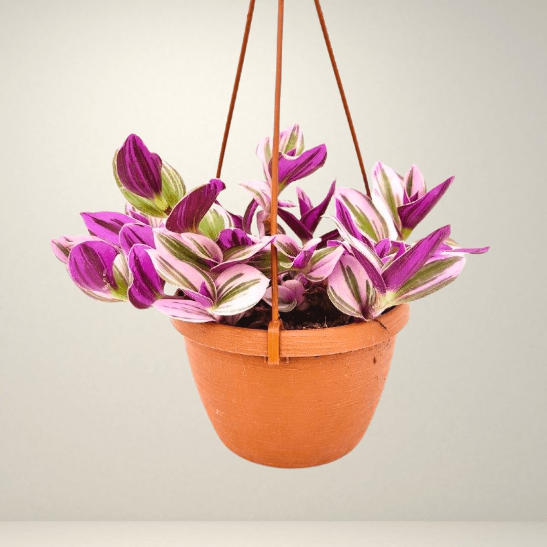 Tradescantia Albiflora Nanouk Ø18 Baschet -