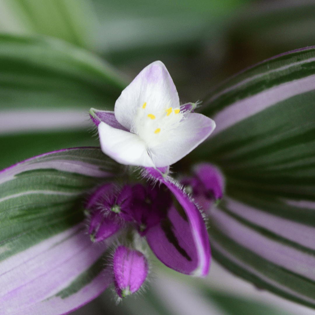 Tradescantia Albiflora Nanouk Ø18 Baschet -