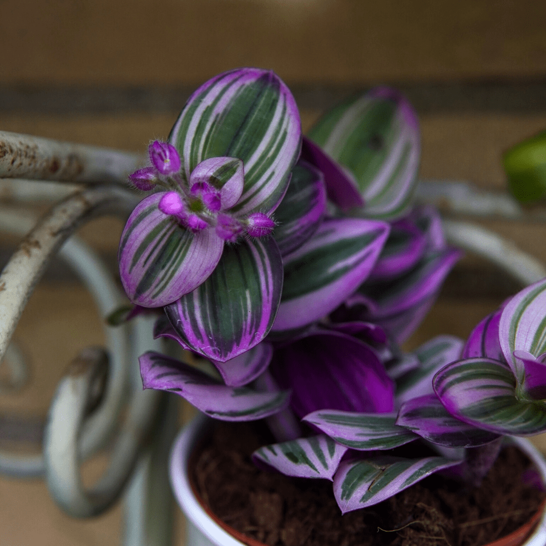 Tradescantia Albiflora Nanouk Ø9 -