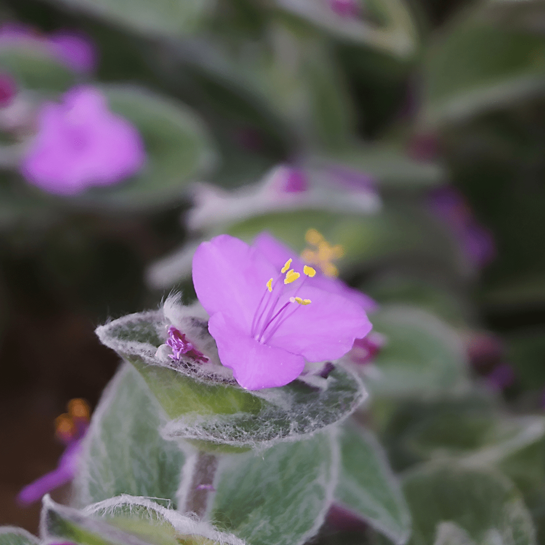 Tradescantia Sillamontana Pelosa Ø18 Baschet -