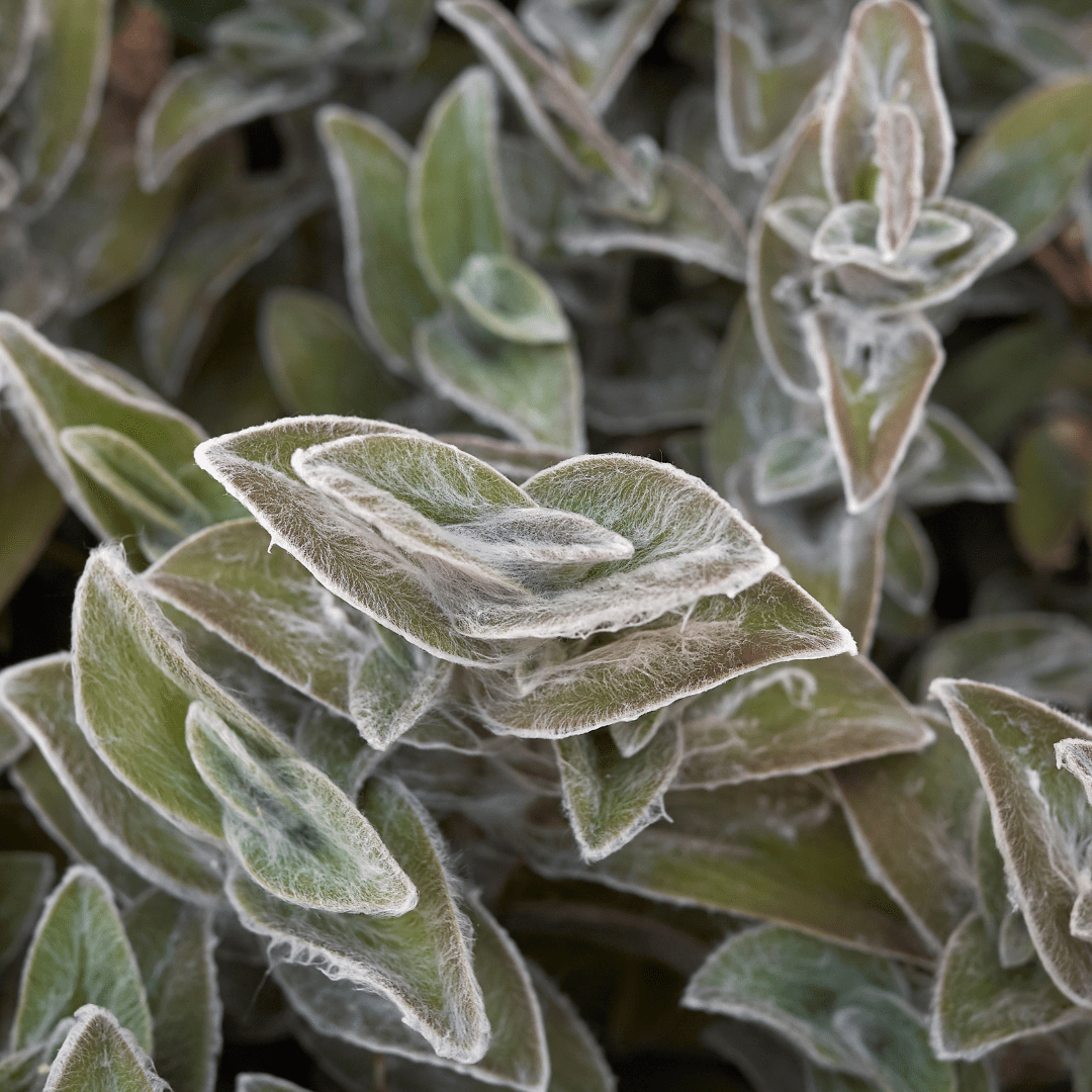Tradescantia Sillamontana Pelosa Ø18 Baschet -
