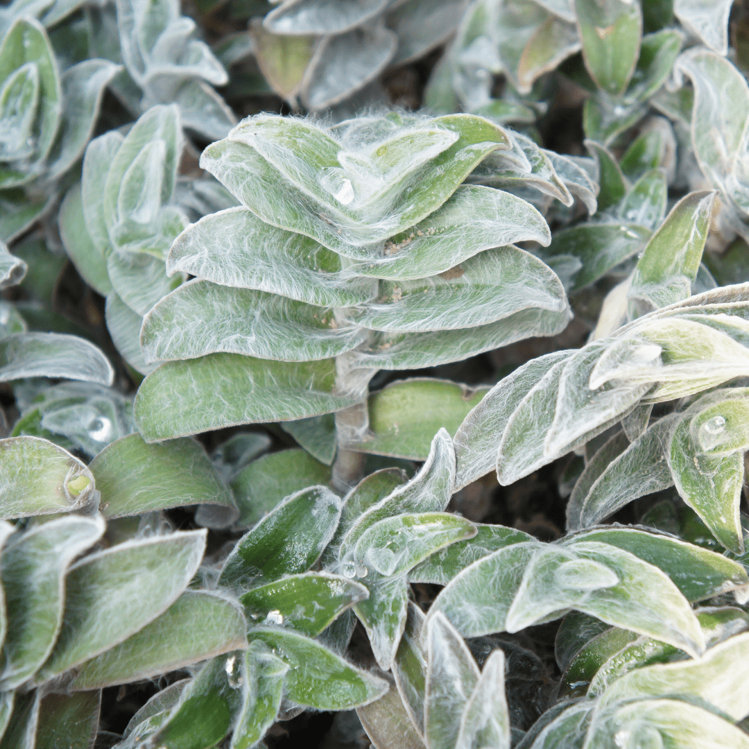 Tradescantia Sillamontana Pelosa Ø9 -