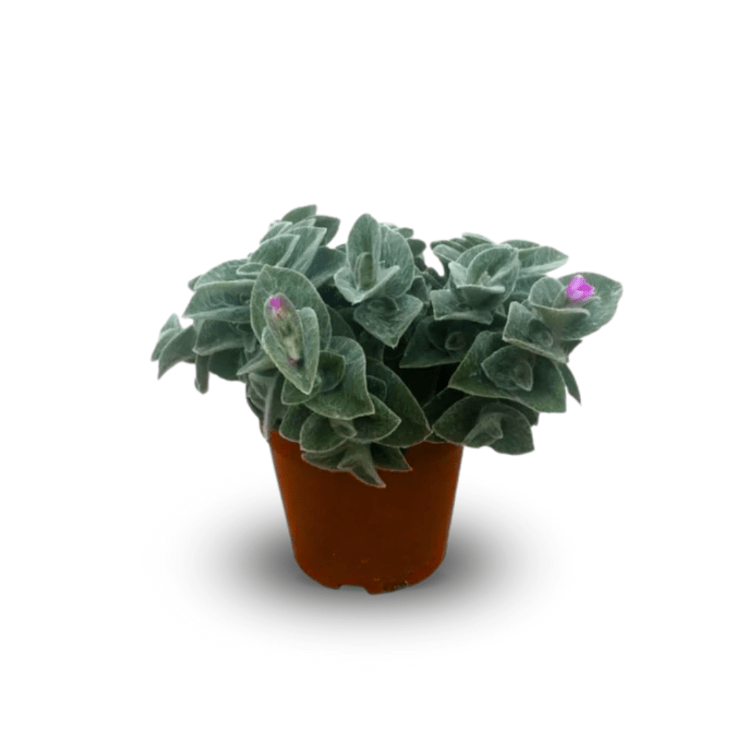 Tradescantia Sillamontana Pelosa Ø9 -