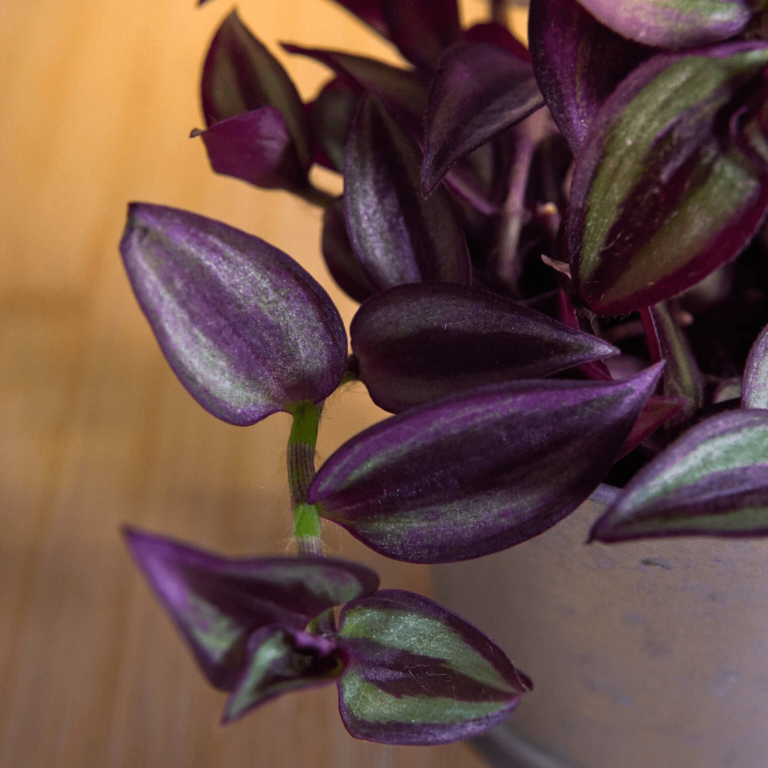 Tradescantia Zebrina Hill Ø9 -