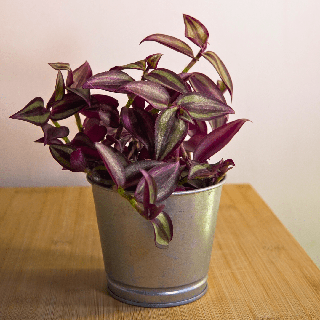 Tradescantia Zebrina Hill Ø9 -