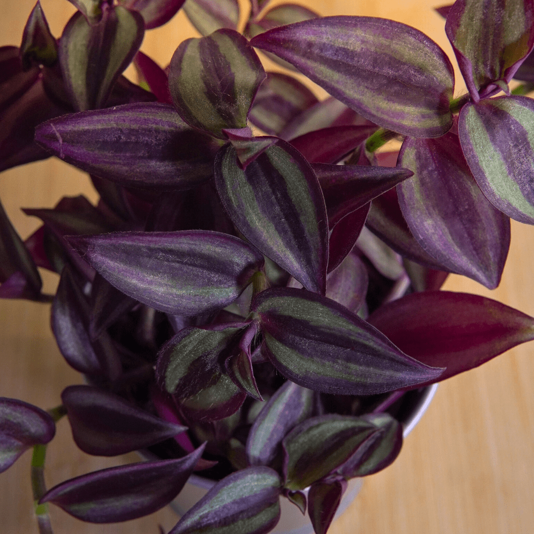 Tradescantia Zebrina Hill Ø9 -
