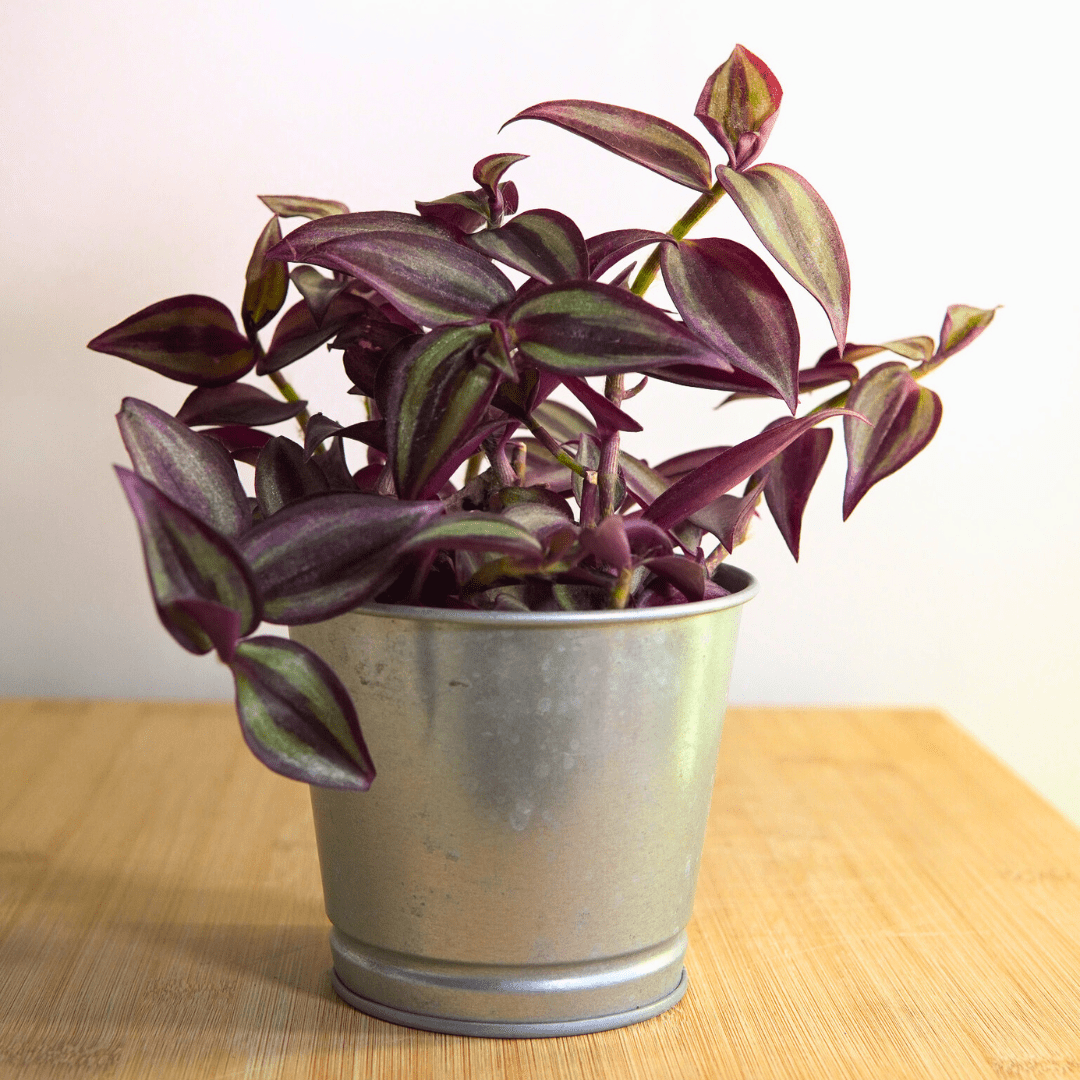 Tradescantia Zebrina Hill Ø9 -